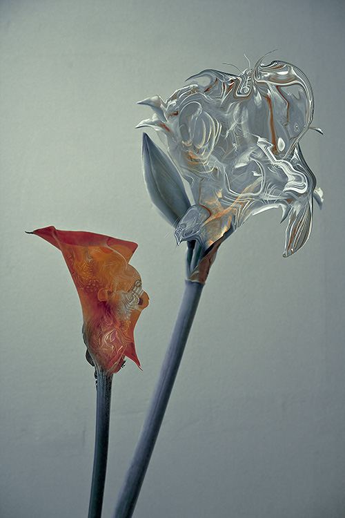 Inflorescence (Amaryllis and Calla)