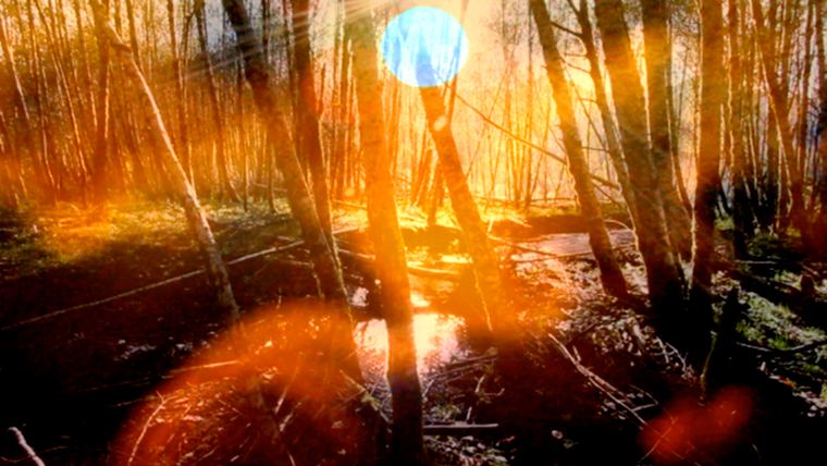 Apperception — still, sunlight through birch forest