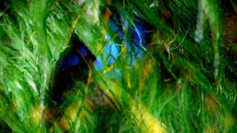 Apperception — still, blue forms in green foliage