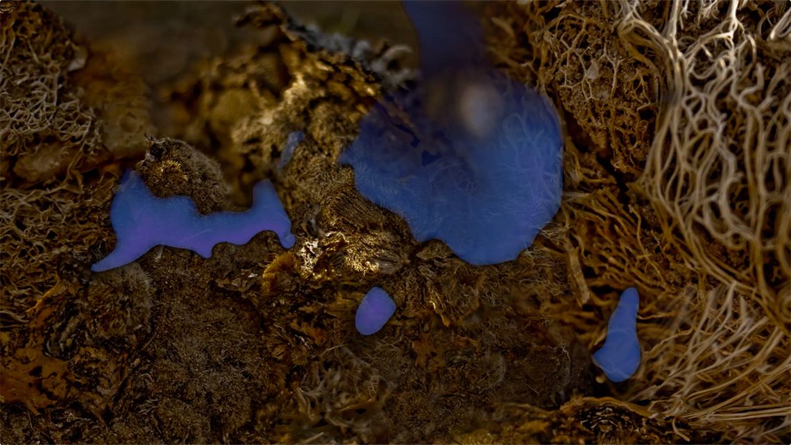 Memory of a Desert Journey — still, blue forms in undergrowth